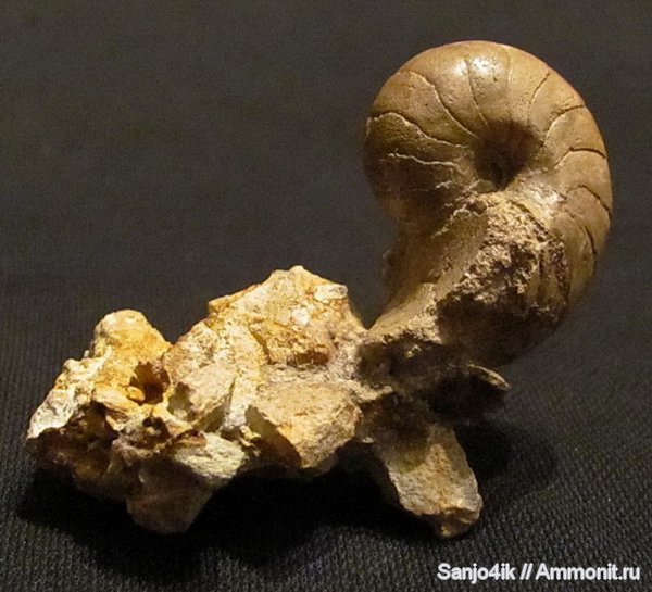 мел, наутилусы, Nautilida, Cretaceous