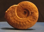 Harpoceras faiciferum