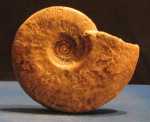 Leioceras gr.comptum