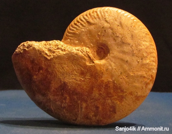 аммониты, юра, Ammonites, Oppelia, Oppelia subradiata, Jurassic