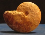 Oppelia subradiata
