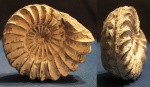 Pleuroceras spinatum