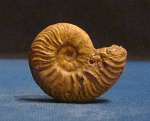 Acanthoceras rhotomagense