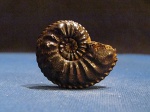 Amaltheus margaritatus