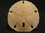 Encope micropora