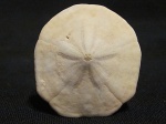 Monostychia australis