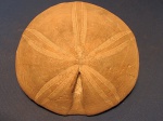Clypeus ploti