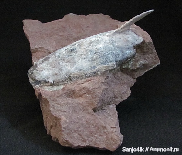 девон, Devonian, бесчелюстные, Zascinaspis, Zascinaspis heensi