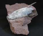 Zascinaspis heensi