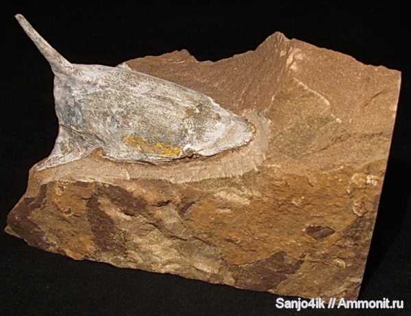 девон, Devonian, Podolaspis, бесчелюстные, Podolaspis lerichei