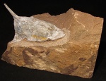 Podolaspis lerichei