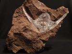 Stensiopelta pustulata