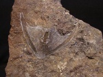 Zychaspis concinna