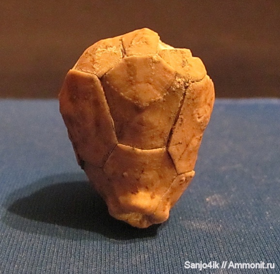 иглокожие, ордовик, Hemicosmites, Ordovician