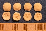 Isocrania egnabergensis