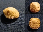 Isocrania egnabergensis  (2)