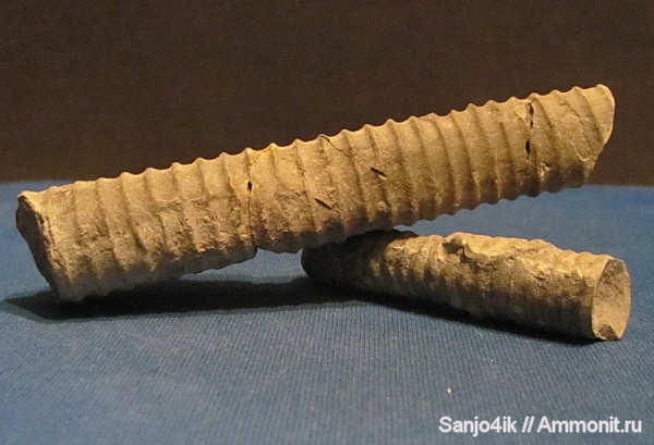 ортоцерасы, силур, Silurian, Orthoceras