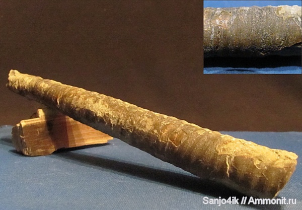 ортоцерасы, ордовик, Orthoceras, Ordovician
