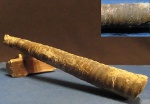 Orthoceras sp.