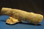 Baculites?