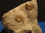 Аммониты Карпат(1) TRAGOPHYLLOCERAS