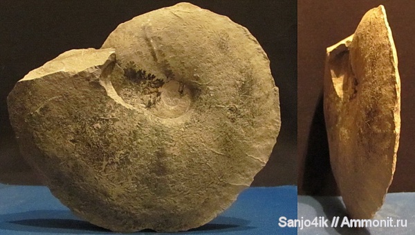 аммониты, юра, Ammonites, Jurassic