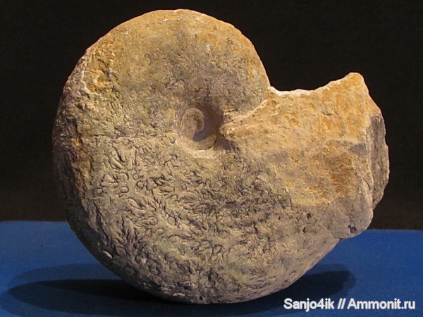 аммониты, юра, Ammonites, Jurassic