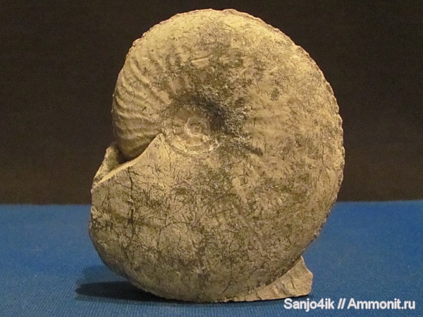 аммониты, юра, Ammonites, Jurassic