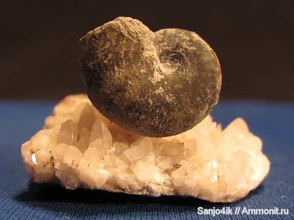 аммониты, юра, Ammonites, Jurassic