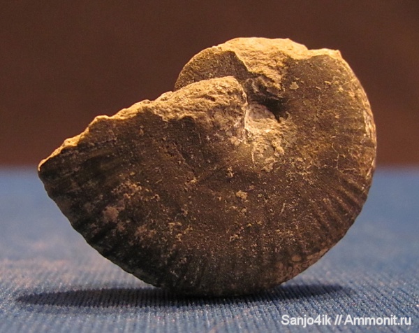 аммониты, юра, Ammonites, Jurassic