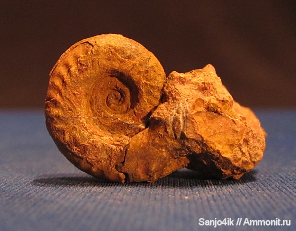аммониты, юра, Ammonites, Jurassic