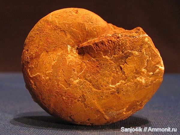 аммониты, юра, Ammonites, Phylloceratidae, Jurassic