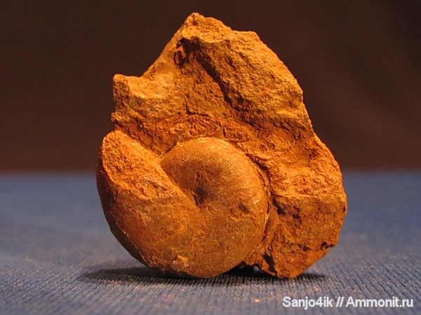 аммониты, юра, Ammonites, Phylloceratidae, Jurassic