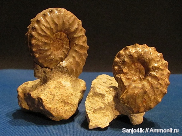 аммониты, мел, Schloenbachia, Ammonites, Schloenbachia varians, Cretaceous