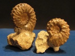 Schloenbachia