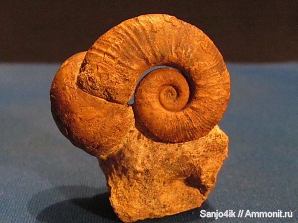 аммониты, мел, Crioceratites, Ammonites, Cretaceous