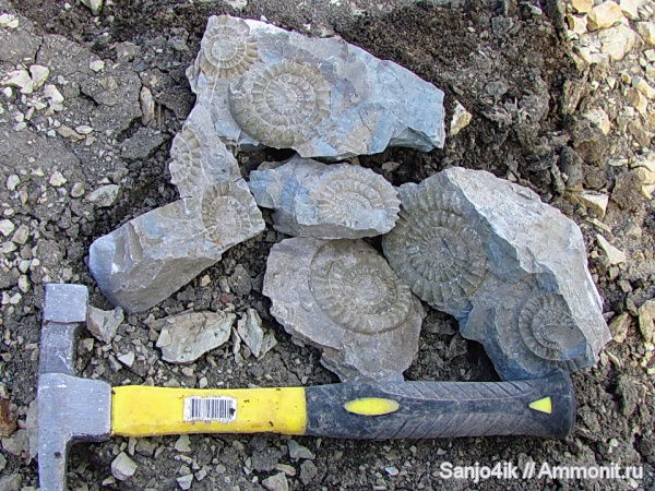 аммониты, юра, Ammonites, Arietites, Jurassic