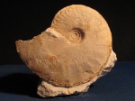 Oxycerites