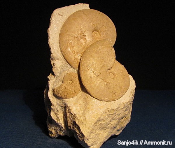 аммониты, юра, Ammonites, Oxycerites, Jurassic