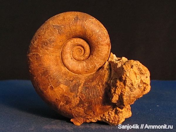 аммониты, мел, головоногие моллюски, Ammonites, Pictetia, Cretaceous