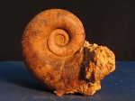 Pictetia
