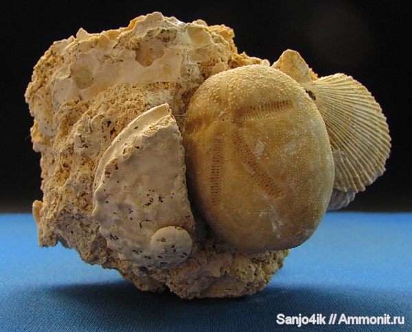 морские ежи, иглокожие, неоген, Chlamys, Haliotis, Brissus, Brissus unicolor