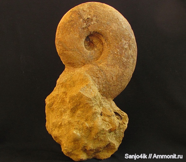 аммониты, юра, Ammonites, Jurassic