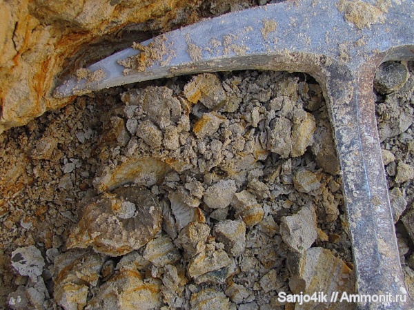 аммониты, мел, Schloenbachia, Ammonites, Cretaceous