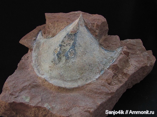 девон, Devonian, Agnatha, Cephalaspis, Ukrainaspis, Ukrainaspis kozlowskii