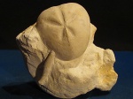 Micraster