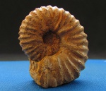 Mantelliceras