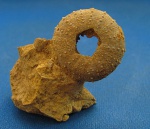 Phymosoma