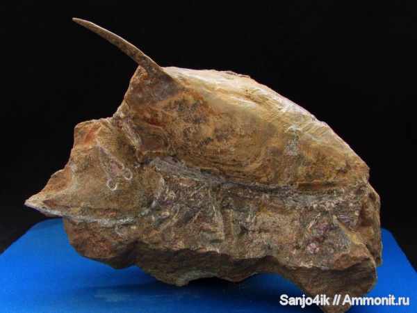 девон, Devonian, Agnatha, Stensiopelta pustulata, Stensiopelta, бесчелюстные, Zascinaspis, Zascinaspis heensi