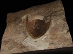 Pattenaspis rogalai